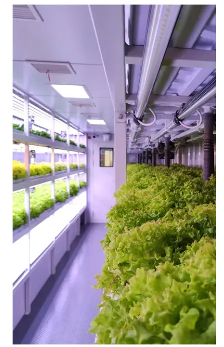 حاويات الزراعة العمودية الخالية من التربة (6)